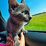animal, blue_sky, car_interior, cat, close_up, curious, domestic_cat, feline, fur, gray_cat, green_field, hand, kitten, nature_outside, pet, portrait, sunlight, whiskers, window, young_cat