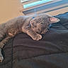 Pewter is registered to the contest to win money with this photo: animal, blanket, cat, cozy, cute, domestic_cat, feline, fur, gray_cat, indoor, mammal, paw, peaceful, pet, quilt, relaxed, resting, sleeping, soft, window