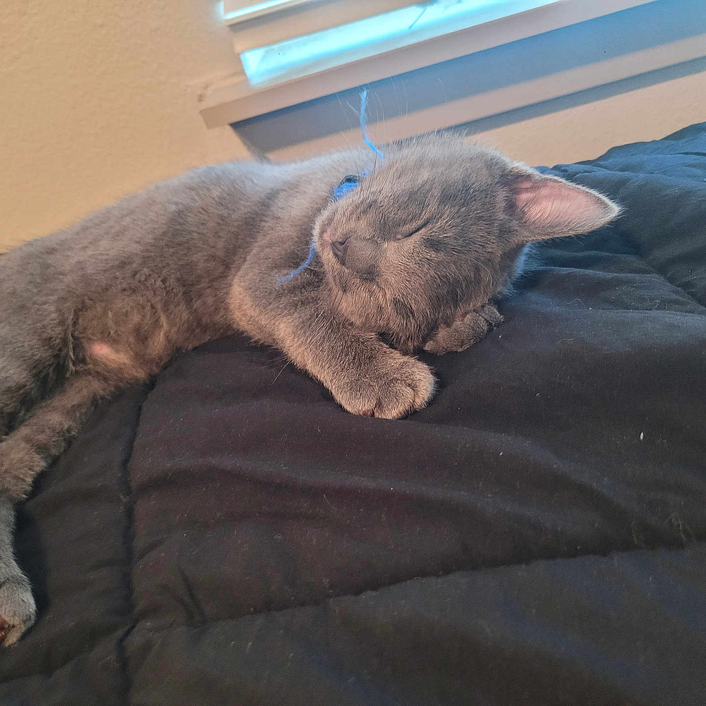 Pewter