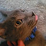 Pewter joined the competition — help win amazing prizes! animal, blue_collar, cat, close_up, cute, domestic_cat, expression, eyes, face, feline, fur, gray_cat, head, indoor, mammal, pet, playful, portrait, tongue_out, whiskers