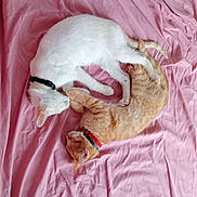 Felix Et Nuage a rejoint le concours — aidez-le/la à gagner de superbes lots ! animal_pair, bed, cat, collar, cozy, cute, domestic_animal, feline, fur, indoor, orange_cat, pet, pillow, pink_bedspread, relaxation, resting, sleeping, soft, two_animals, white_cat