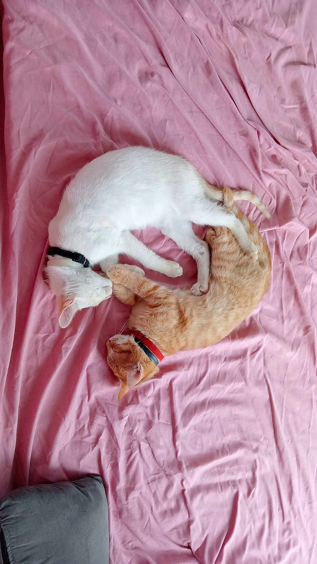 Felix Et Nuage