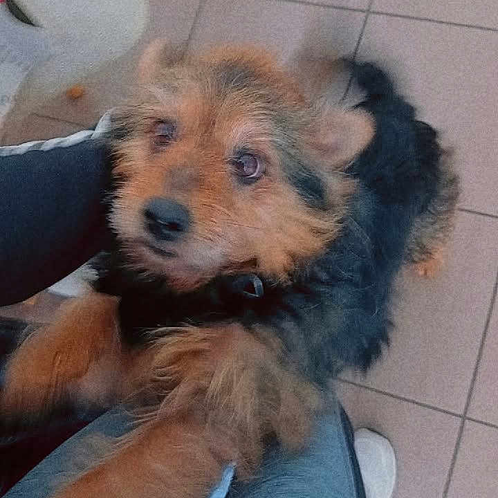 Wikie participe au concours pour gagner de l'argent avec cette photo : animal, black_fur, blur, brown_fur, chair, close_up, companion, dog, excited, fluffy_fur, indoor, jumping, looking_up, motion, pants, person, pet, small_dog, tiled_floor, white_shoe