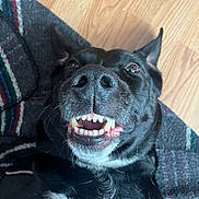 Relic joined the competition — help win amazing prizes! dog, black_dog, smiling, teeth, close_up, lying_down, wooden_floor, blanket, cozy, pet, animal, canine, fur, ears, nose, happy, playful, indoor, cute, tongue