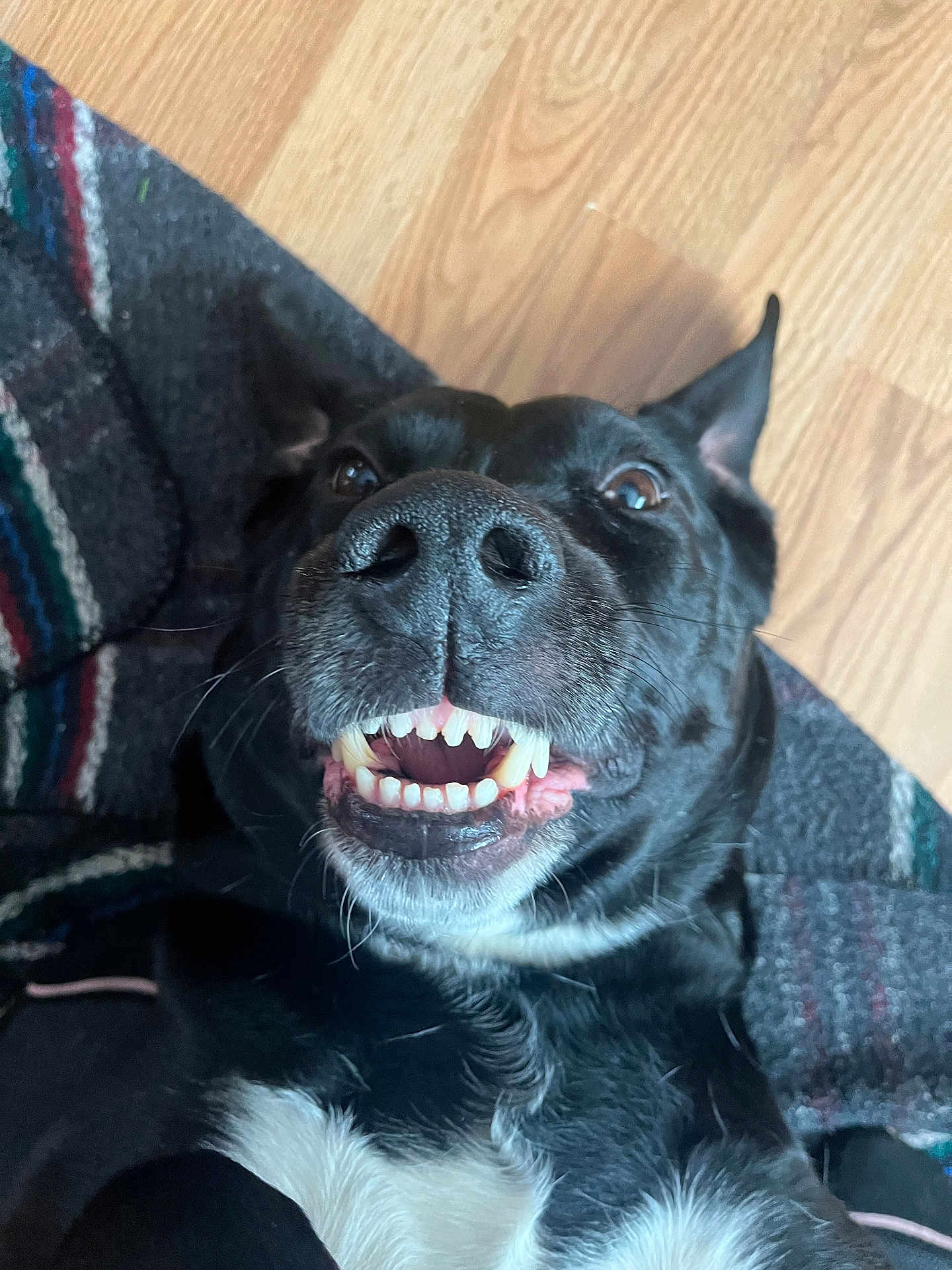 Relic joined the competition — help win amazing prizes! dog, black_dog, smiling, teeth, close_up, lying_down, wooden_floor, blanket, cozy, pet, animal, canine, fur, ears, nose, happy, playful, indoor, cute, tongue