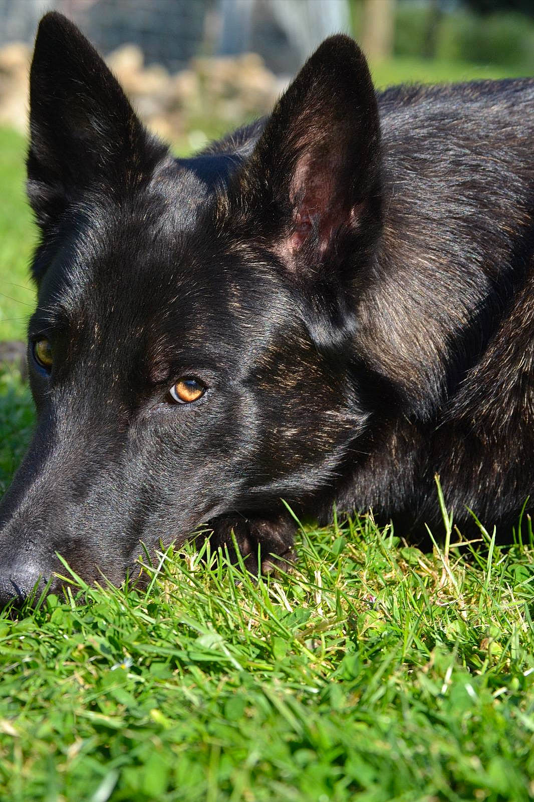 Paddock participe au concours pour gagner de l'argent avec cette photo : canidae, carnivore, dog, dog_breed, fur, grass, herding_dog, plant, sporting_group, terrestrial_animal, whiskers, working_animal, working_dog