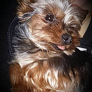 Eden a rejoint le concours — aidez-le/la à gagner de superbes lots ! australian_silky_terrier, australian_terrier, biewer_terrier, canidae, carnivore, chinese_imperial_dog, companion_dog, dog, dog_breed, maltepoo, mammal, morkie, puppy, schnoodle, small_terrier, snout, terrier, vertebrate, yorkipoo, yorkshire_terrier