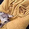 Soja participe au concours pour gagner de l'argent avec cette photo : dog, blanket, yellow, couch, pet, cozy, relaxed, sleeping, fur, indoor, comfort, small_dog, snug, resting, animal, cute, nap, canine, soft, home