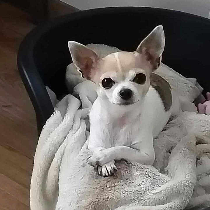 Soja a rejoint le concours — aidez-le/la à gagner de superbes lots ! dog, chihuahua, pet_bed, blanket, cozy, small_dog, wooden_floor, yellow_ball, indoor, animal, cute, alert, ears_up, paws_crossed, resting, domestic, fur, companion, pet, curious