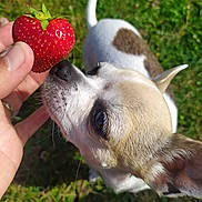 Soja participe au concours pour gagner de l'argent avec cette photo : dog, chihuahua, strawberry, hand, grass, outdoor, pet, sniffing, closeup, nature, greenery, animal, cute, small_dog, fur, ears, nose, summer, daylight, playful