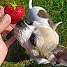 dog, chihuahua, strawberry, hand, grass, outdoor, pet, sniffing, closeup, nature, greenery, animal, cute, small_dog, fur, ears, nose, summer, daylight, playful