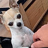 chihuahua, dog, pet, small_dog, indoor, wooden_table, hand, curious, cute, animal, domestic_animal, brown_and_white, close_up, looking_up, floor, furniture, person_hand, companion, tiny, cute_pet