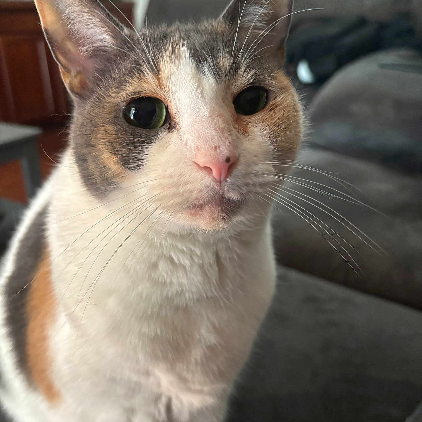Fat Cat