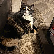 Amber is registered to the contest to win money with this photo: cat, calico_cat, pet, indoor, carpet, floor, furniture, couch, side_table, slippers, books, yellow_eyes, whiskers, paws, fur, lying, portrait, looking_up, shadow, home_interior