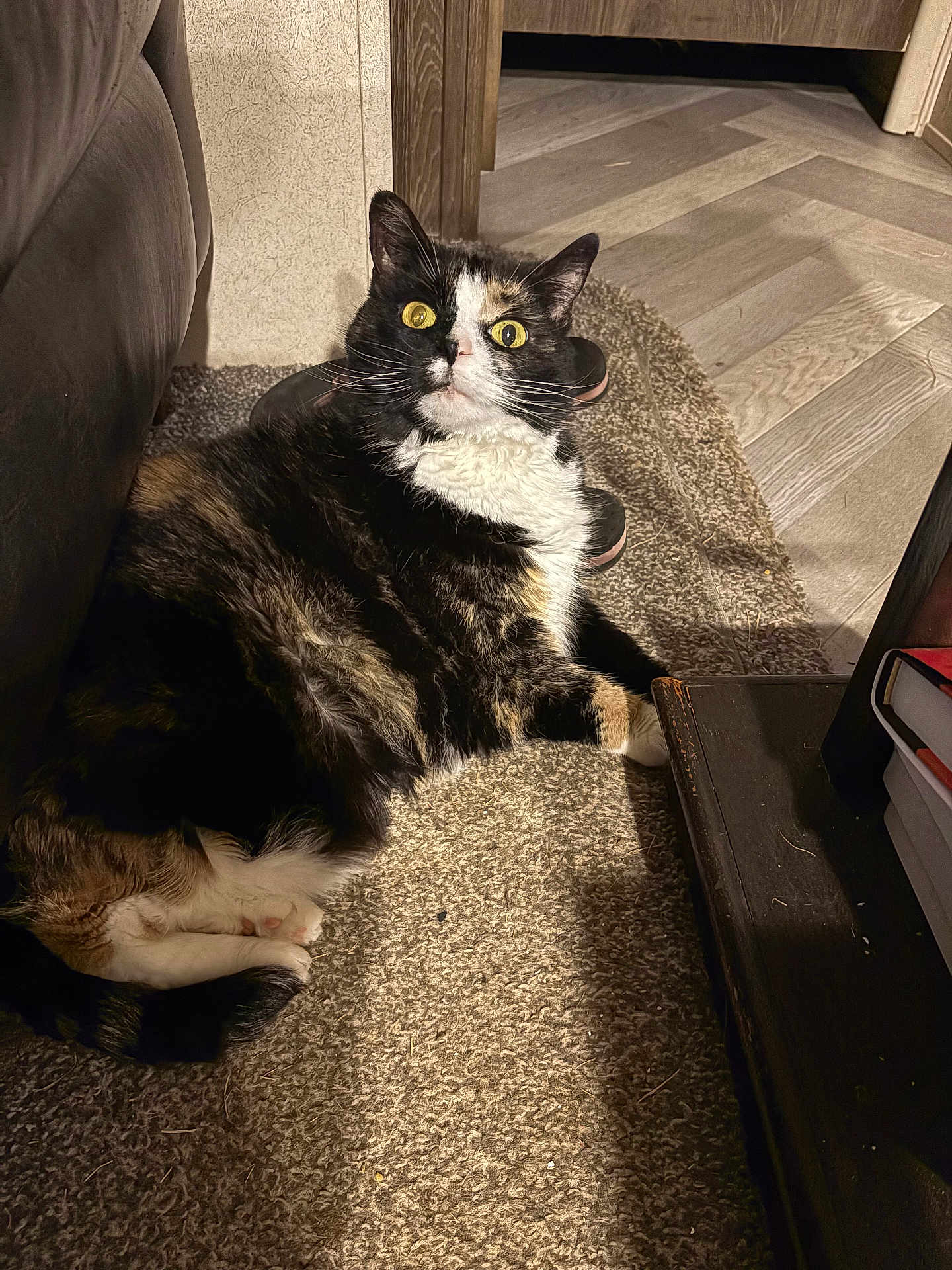 Amber is registered to the contest to win money with this photo: cat, calico_cat, pet, indoor, carpet, floor, furniture, couch, side_table, slippers, books, yellow_eyes, whiskers, paws, fur, lying, portrait, looking_up, shadow, home_interior