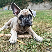 Malo participe au concours pour gagner de l'argent avec cette photo : dog, puppy, french_bulldog, grass, stick, outdoor, pet, animal, cute, young, mammal, adorable, playing, nature, one_ear_up, one_ear_down, lying_down, close_up, brown, fur