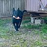 dog, black_dog, toy, fake_hand, outdoor, yard, grass, wooden_fence, shed, animal, pet, playful, running, grass_and_dirt, wood, nature, canine, mischievous, daylight, ground