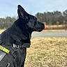 Cairo joined the competition — help win amazing prizes! dog, black_dog, outdoor, grass, field, harness, profile, tongue_out, pet, animal, canine, nature, blurred_background, daylight, muzzle, ears, fur, walking_gear, boot, companion
