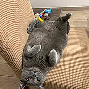 Tommy participe au concours pour gagner de l'argent avec cette photo : cat, gray_cat, upside_down, chair, beige_chair, pet_toys, floor, wooden_floor, pet_bed, indoor, relaxed, cute, feline, whiskers, yellow_eyes, plush, home, cozy, playing, animal