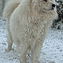 Snow participe au concours pour gagner de l'argent avec cette photo : dog, snow, white_fur, fluffy, outdoor, animal, pet, winter, fur, canine, nature, cold, standing, yard, snowfall, mammal, portrait, quiet, peaceful, frozen
