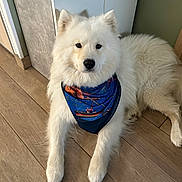 Snow participe au concours pour gagner de l'argent avec cette photo : dog, white_dog, fluffy, bandana, indoor, wooden_floor, pet, canine, portrait, sitting, calm, animal, companion, fur, domestic_animal, cute, friendly, face, ears, paw