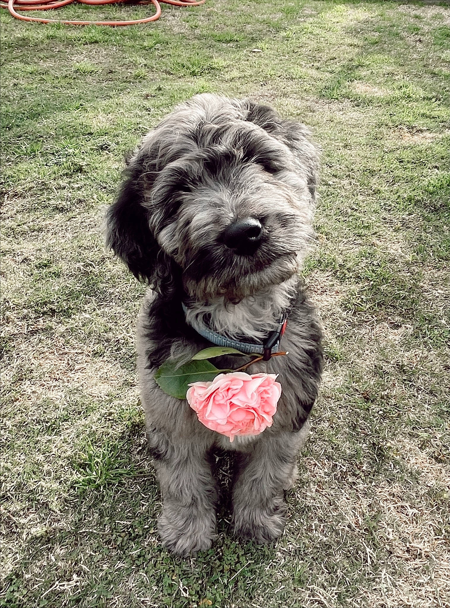 Franco is registered to the contest to win money with this photo: canidae, carnivore, companion_dog, dog, dog_breed, dog_collar, fur, grass, liver, outdoor_furniture, poodle_crossbreed, schnauzer, small_terrier, snout, sporting_group, tail, terrier, toy_dog, water_dog, working_animal