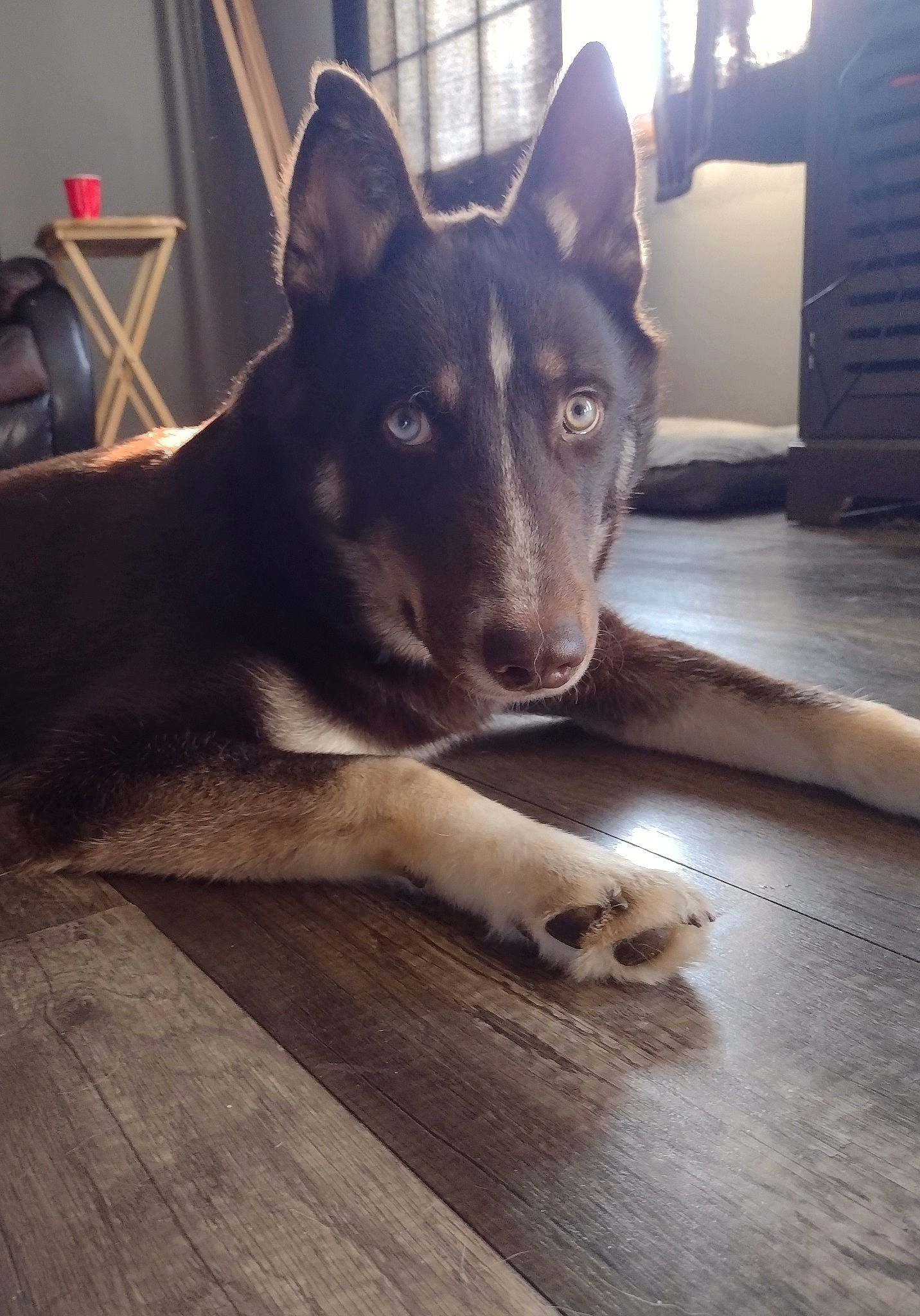 Tobias joined the competition — help win amazing prizes! canidae, carnivore, companion_dog, dog, dog_breed, east_european_shepherd, floor, flooring, fur, german_shepherd_dog, hardwood, herding_dog, king_shepherd, snout, sporting_group, whiskers, window, wood, working_animal, working_dog