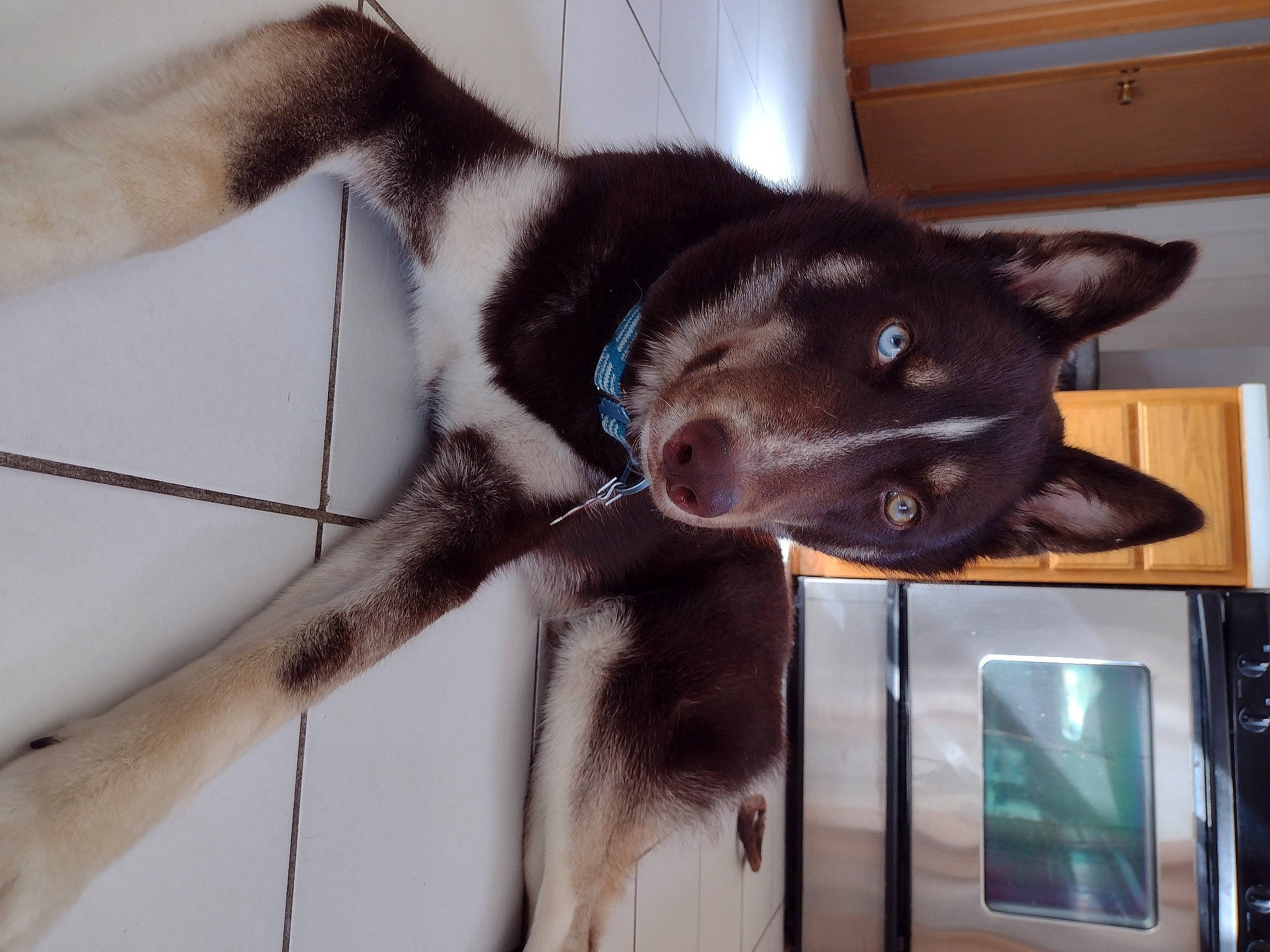 Tobias joined the competition — help win amazing prizes! canidae, carnivore, collar, comfort, companion_dog, dog, dog_breed, fawn, foot, fur, human_leg, jaw, non_sporting_group, paw, snout, sporting_group, tail, whiskers, working_animal, working_dog