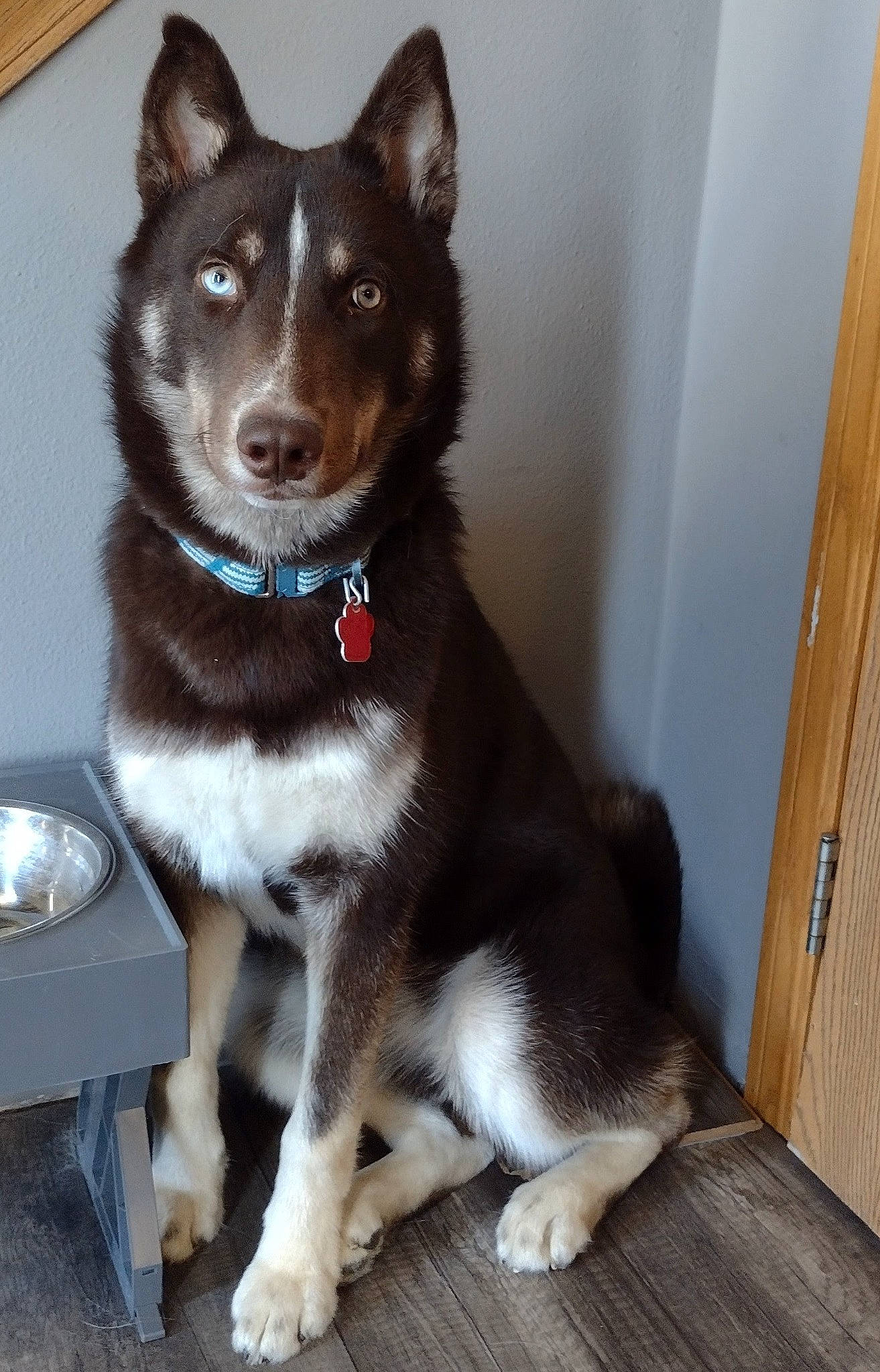 Tobias is registered to the contest to win money with this photo: canidae, carnivore, collar, companion_dog, dog, dog_breed, dog_collar, door, felidae, flooring, fur, herding_dog, small_to_medium_sized_cats, snout, sporting_group, tail, whiskers, wood, working_animal, working_dog