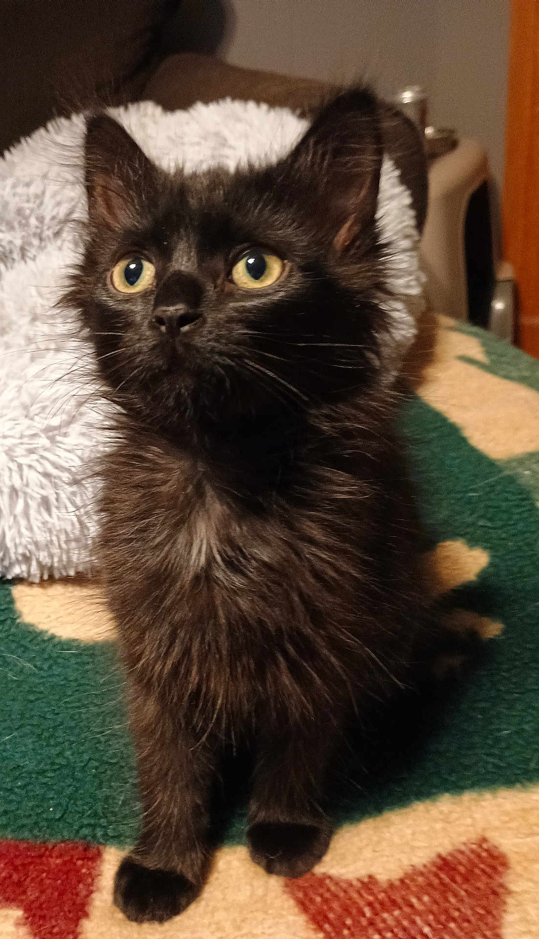 Bagheera