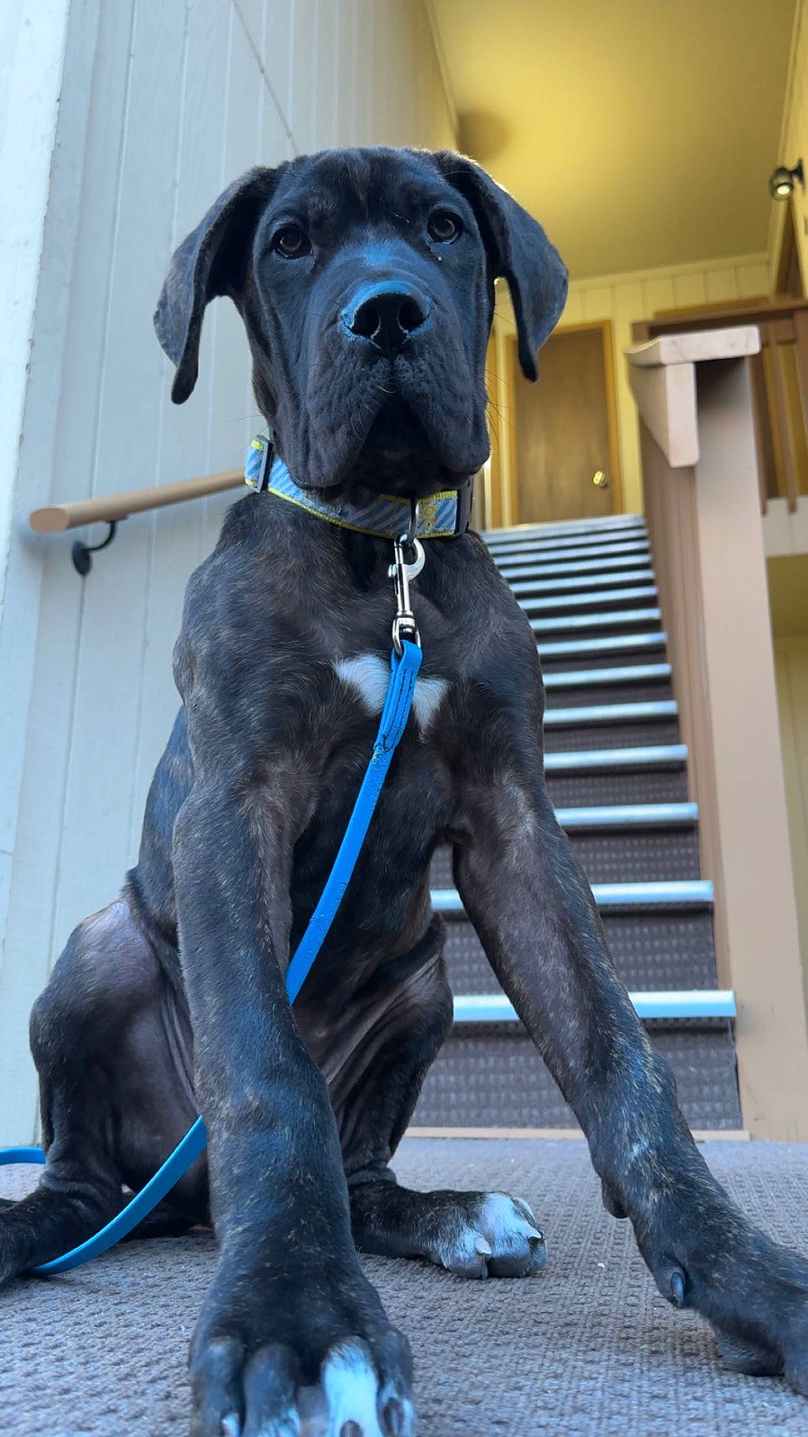 Stetson is registered to the contest to win money with this photo: canidae, carnivore, collar, companion_dog, dog, dog_breed, dog_collar, dog_supply, electric_blue, fawn, guard_dog, gun_dog, hat, liver, pet_supply, snout, sporting_group, tail, working_animal, working_dog