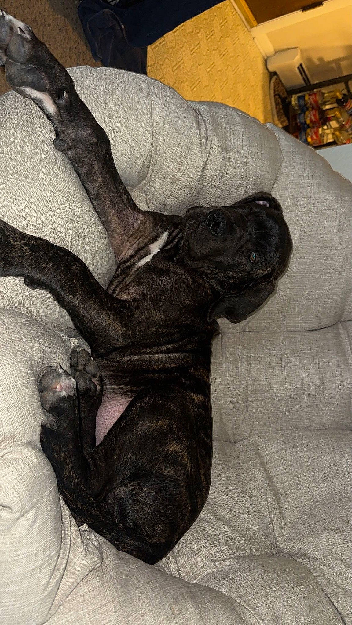 Stetson joined the competition — help win amazing prizes! art, canidae, chest, comfort, companion_dog, dog, dog_breed, elbow, fawn, foot, fur, gesture, grey, human_leg, knee, sporting_group, thigh, trunk, wood, wrist