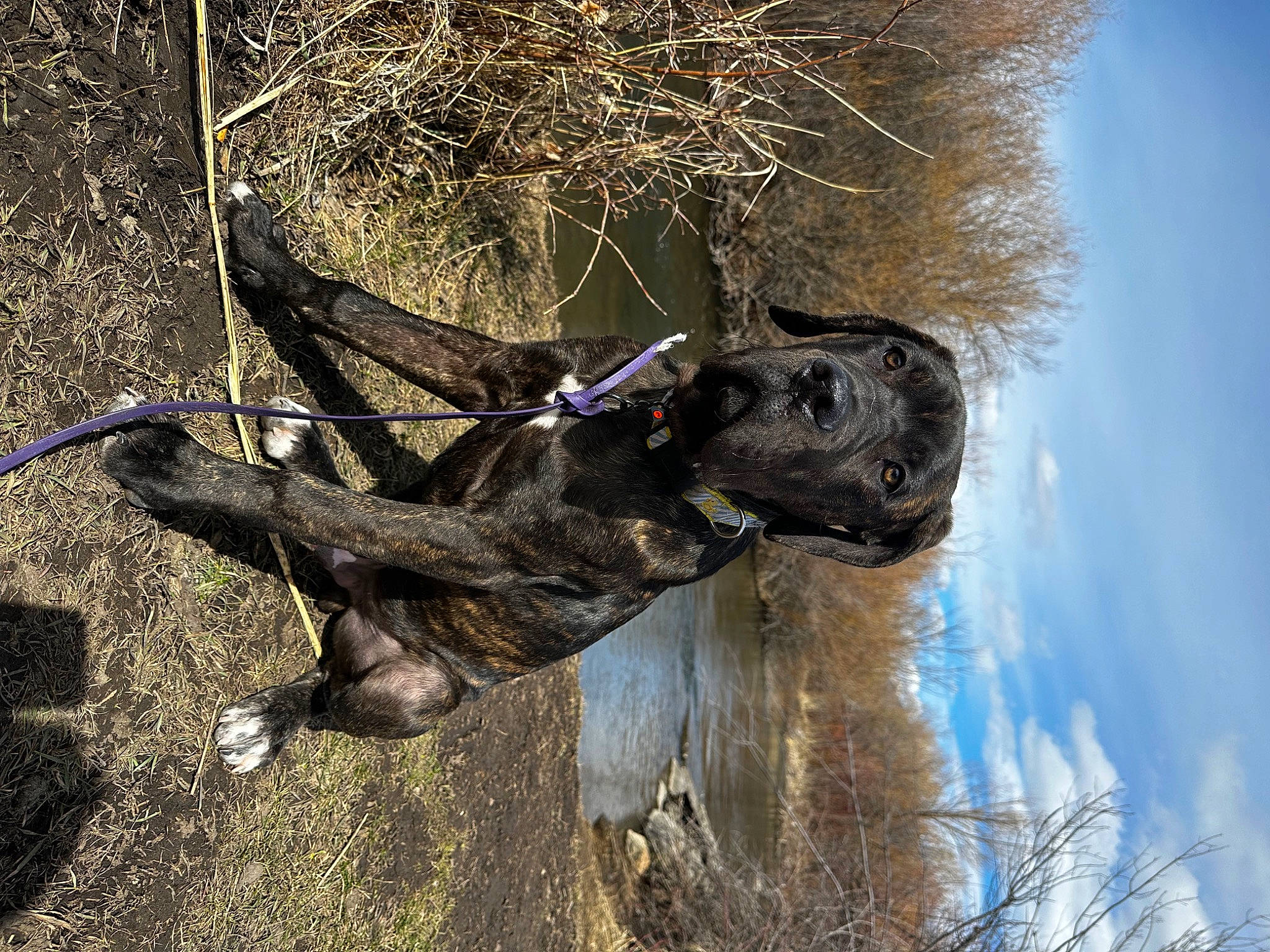 Stetson joined the competition — help win amazing prizes! art, branch, cloud, dog, fawn, grass, pack_animal, plant, sculpture, sky, snout, soil, sporting_group, tree, trunk, twig, water, wildlife, wood, working_animal