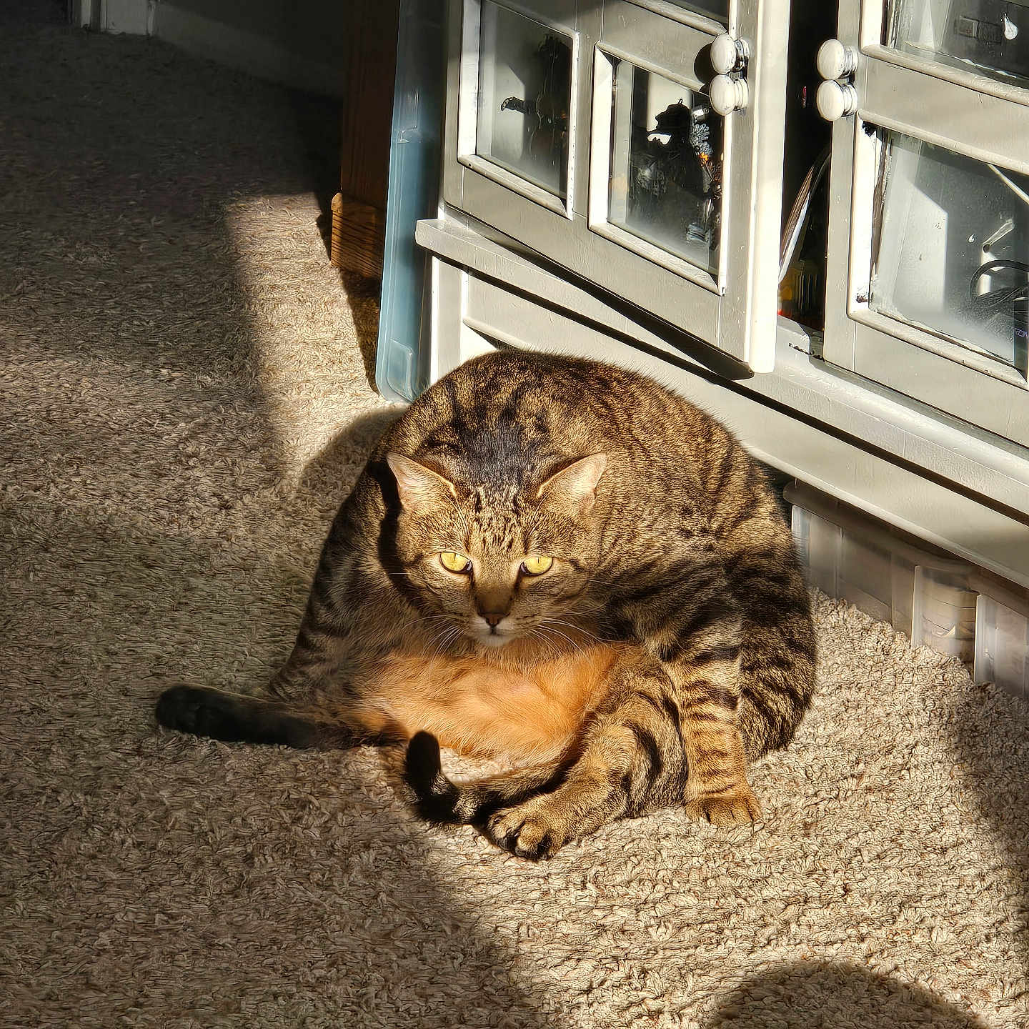 Copper is registered to the contest to win money with this photo: animal, cabinet, carpet, cat, cute, domestic_cat, floor, funny_pose, furniture, home, indoor, pet, relaxed, shadow, sitting, striped, sunbeam, sunlight, tabby, yellow_eyes