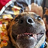 animal, blanket, canine, close_up, collar, cute, dog, domestic_animal, face, floral, fur, happy, indoor, nose, pet, playful, portrait, resting, smiling, teeth