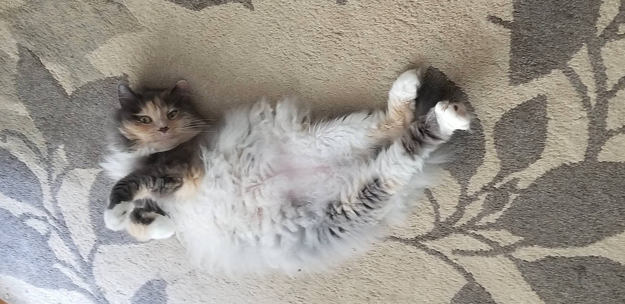 Sophie joined the competition — help win amazing prizes! british_longhair, carnivore, cat, claw, comfort, domestic_short_haired_cat, fawn, felidae, fur, grey, paw, small_to_medium_sized_cats, snout, tail, terrestrial_animal, whiskers