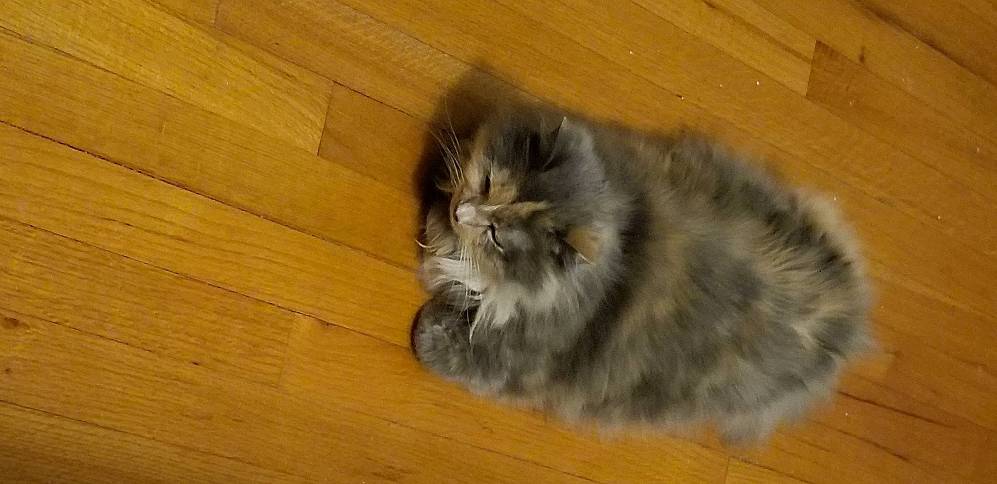 Sophie is registered to the contest to win money with this photo: british_longhair, carnivore, cat, domestic_short_haired_cat, fawn, felidae, flooring, fur, grey, hardwood, plank, small_to_medium_sized_cats, snout, tail, terrestrial_animal, varnish, whiskers, wood, wood_flooring, wood_stain