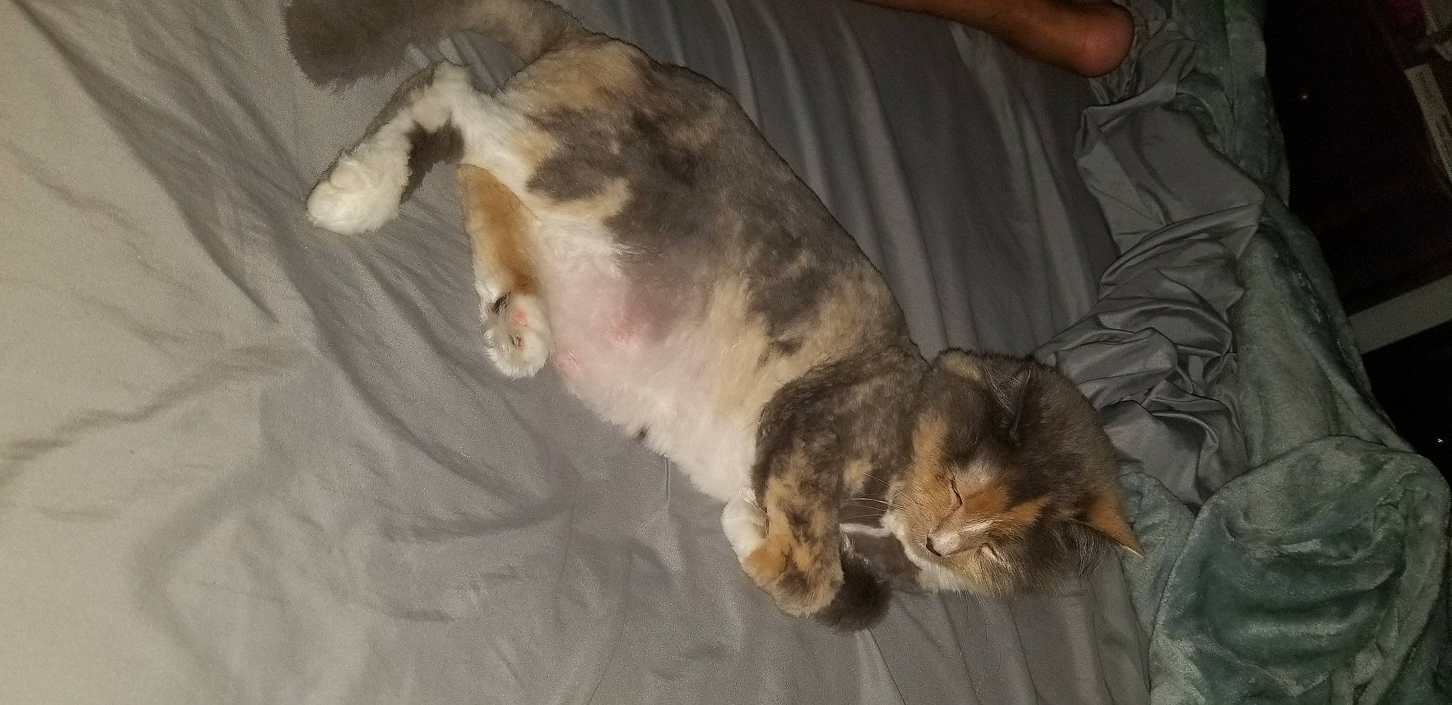 Sophie joined the competition — help win amazing prizes! canidae, carnivore, cat, claw, comfort, companion_dog, dog_breed, domestic_short_haired_cat, fawn, felidae, fur, paw, small_to_medium_sized_cats, sporting_group, tail, whiskers