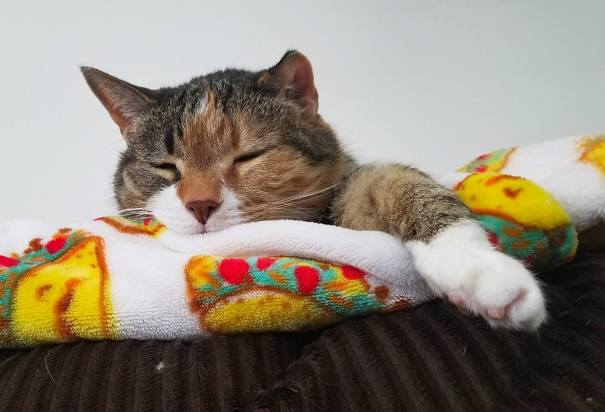 Noodle joined the competition — help win amazing prizes! bedding, carnivore, cat, cat_supply, claw, comfort, domestic_short_haired_cat, fawn, felidae, fur, linens, mammal, paw, small_to_medium_sized_cats, tail, textile, vertebrate, whiskers, wool, woolen