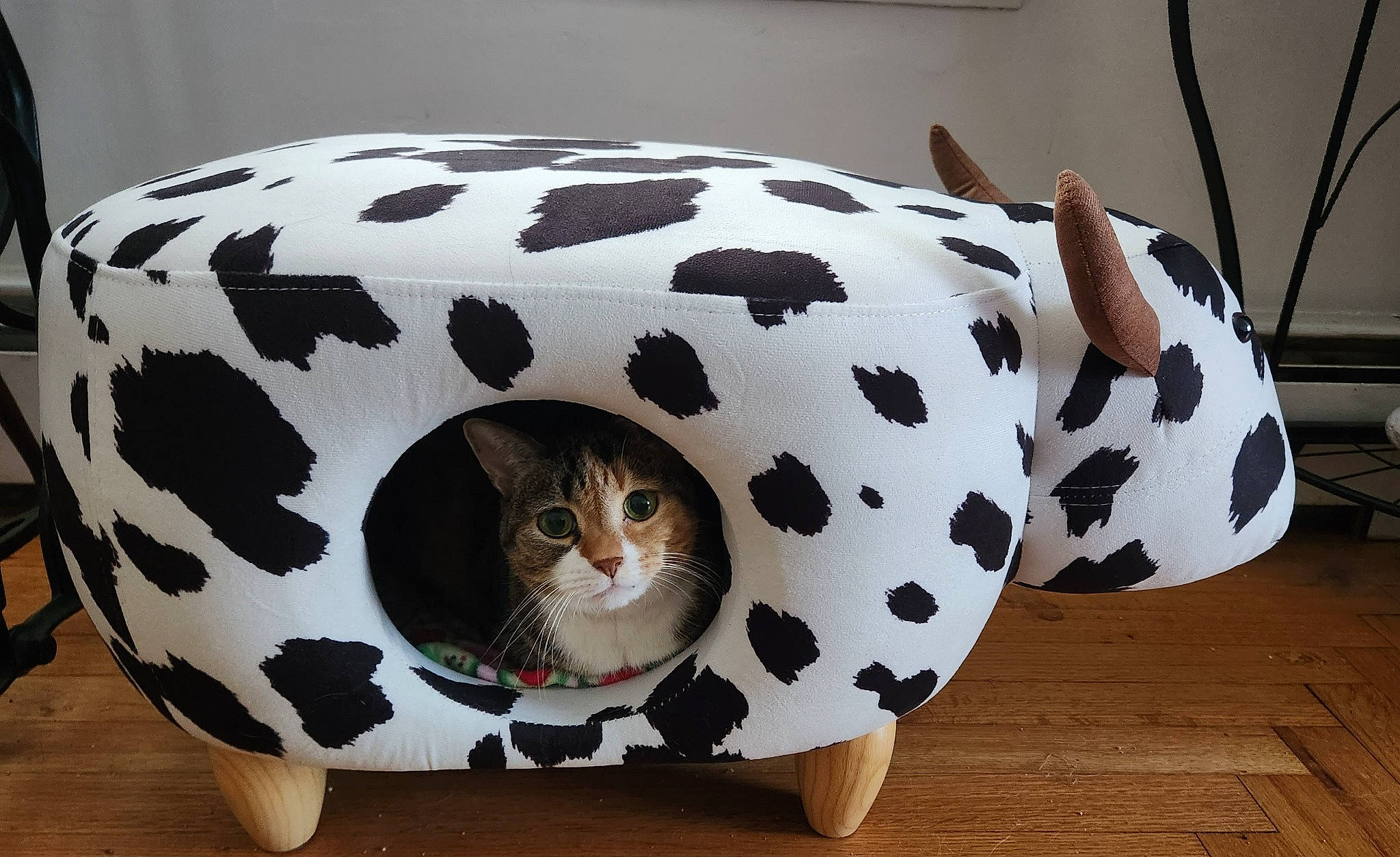 Noodle is registered to the contest to win money with this photo: bag, bean_bag, carnivore, cat, cat_bed, cat_supply, ceramic, comfort, felidae, fur, mammal, pet_supply, small_to_medium_sized_cats, snout, tail, terrestrial_animal, toy, vertebrate, whiskers, wood
