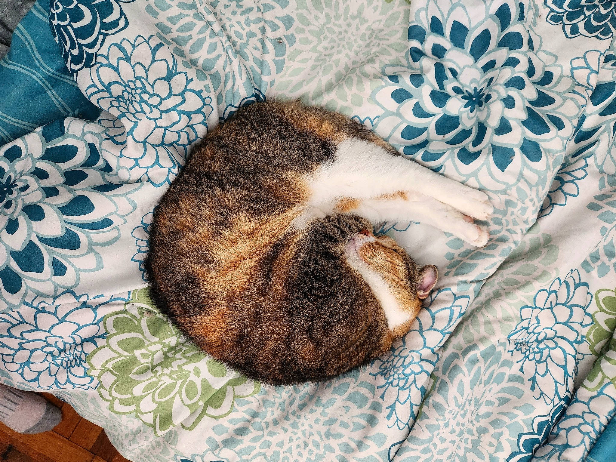 Noodle is registered to the contest to win money with this photo: bedding, carnivore, cat, cat_bed, comfort, domestic_short_haired_cat, fawn, felidae, fur, linens, nap, pattern, sleep, small_to_medium_sized_cats, tail, textile, tree, whiskers, wood, woven_fabric