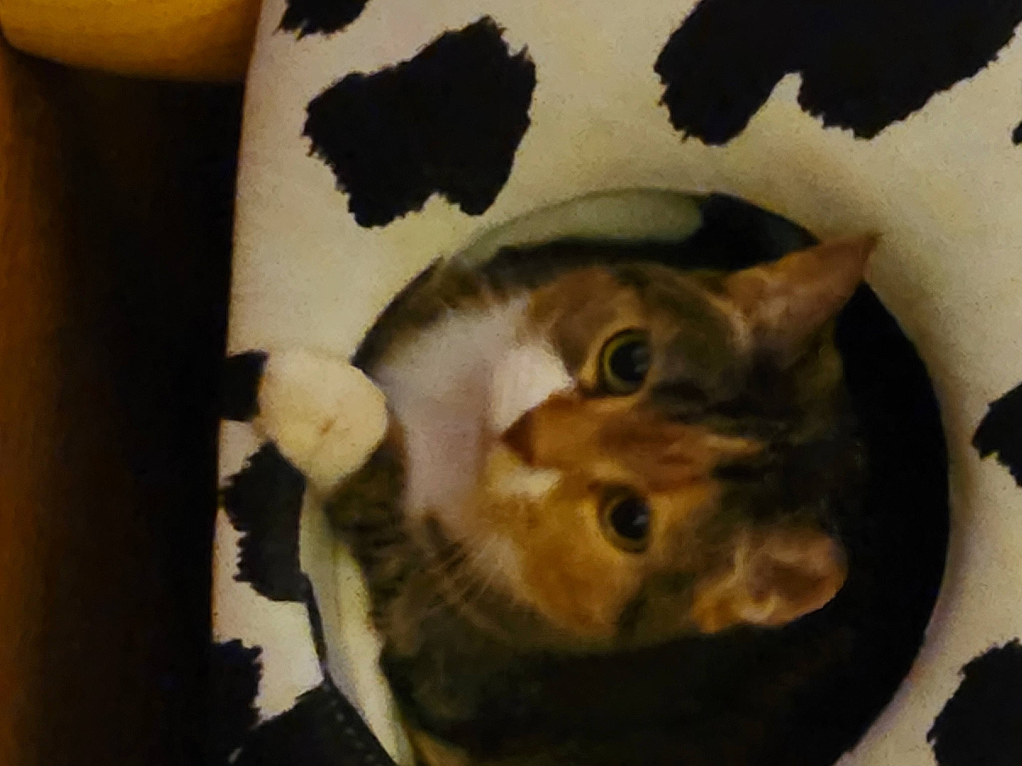 Noodle joined the competition — help win amazing prizes! carnivore, cat, cat_supply, comfort, domestic_short_haired_cat, felidae, fur, linens, paw, room, small_to_medium_sized_cats, tail, whiskers