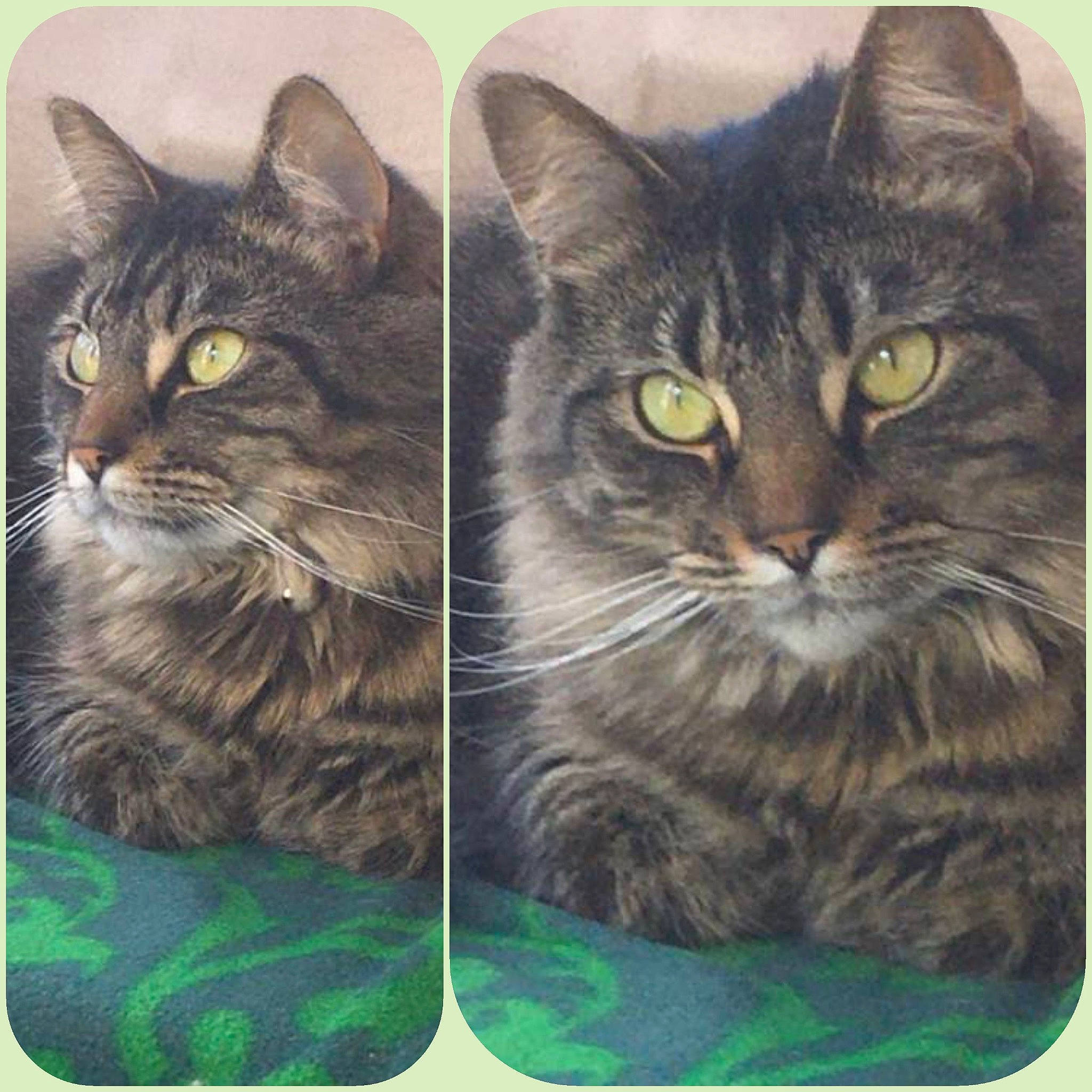 Carmen joined the competition — help win amazing prizes! art, carnivore, cat, domestic_short_haired_cat, felidae, fur, grass, iris, organism, pet_supply, photo_caption, rectangle, small_to_medium_sized_cats, snapshot, snout, square, terrestrial_animal, whiskers, wildlife, window