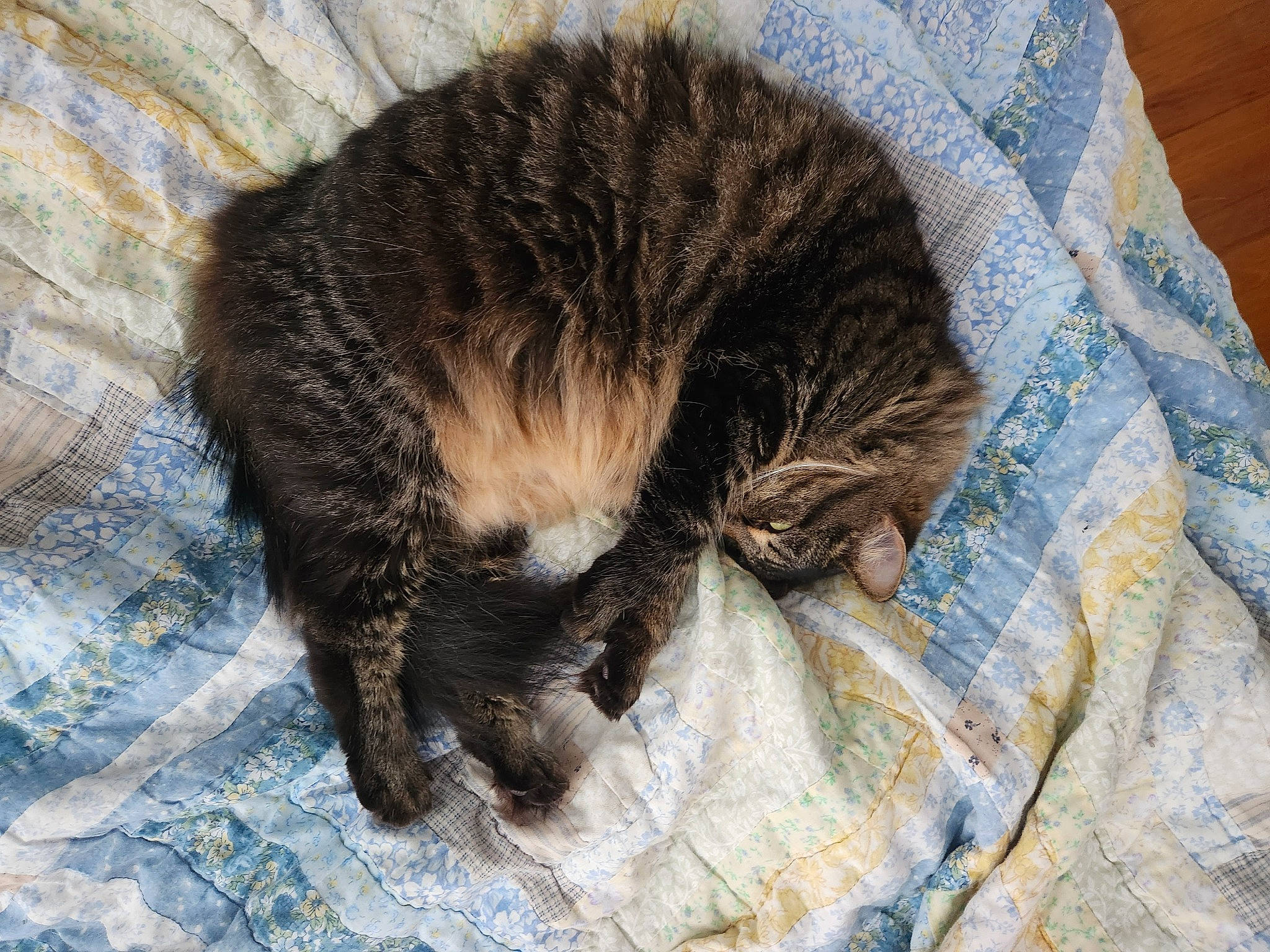 Carmen is registered to the contest to win money with this photo: black_cat, carnivore, cat, claw, comfort, domestic_short_haired_cat, fawn, felidae, fur, linens, mammal, nap, paw, small_to_medium_sized_cats, snout, tail, terrestrial_animal, vertebrate, whiskers, wood