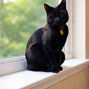 Coco is registered to the contest to win money with this photo: black_cat, cat, windowsill, indoor, pet, animal, feline, collar, golden_eyes, shiny_fur, curious, sitting, natural_light, blurred_background, greenery, houseplant, domestic_cat, window, portrait, cute
