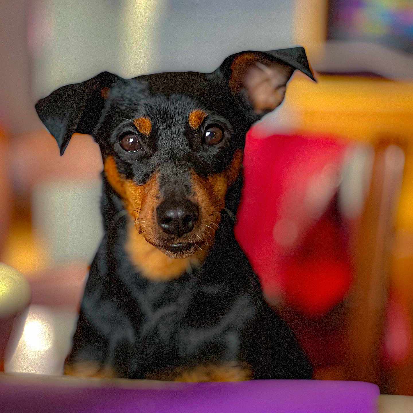 Olivia participe au concours pour gagner de l'argent avec cette photo : animal, attention, black_and_tan, blurred_background, colorful_background, curious, dog, domestic_animal, ears, eyes, face, fur, indoor, looking_at_camera, nose, pet, portrait, sitting, small_dog, warm_lighting