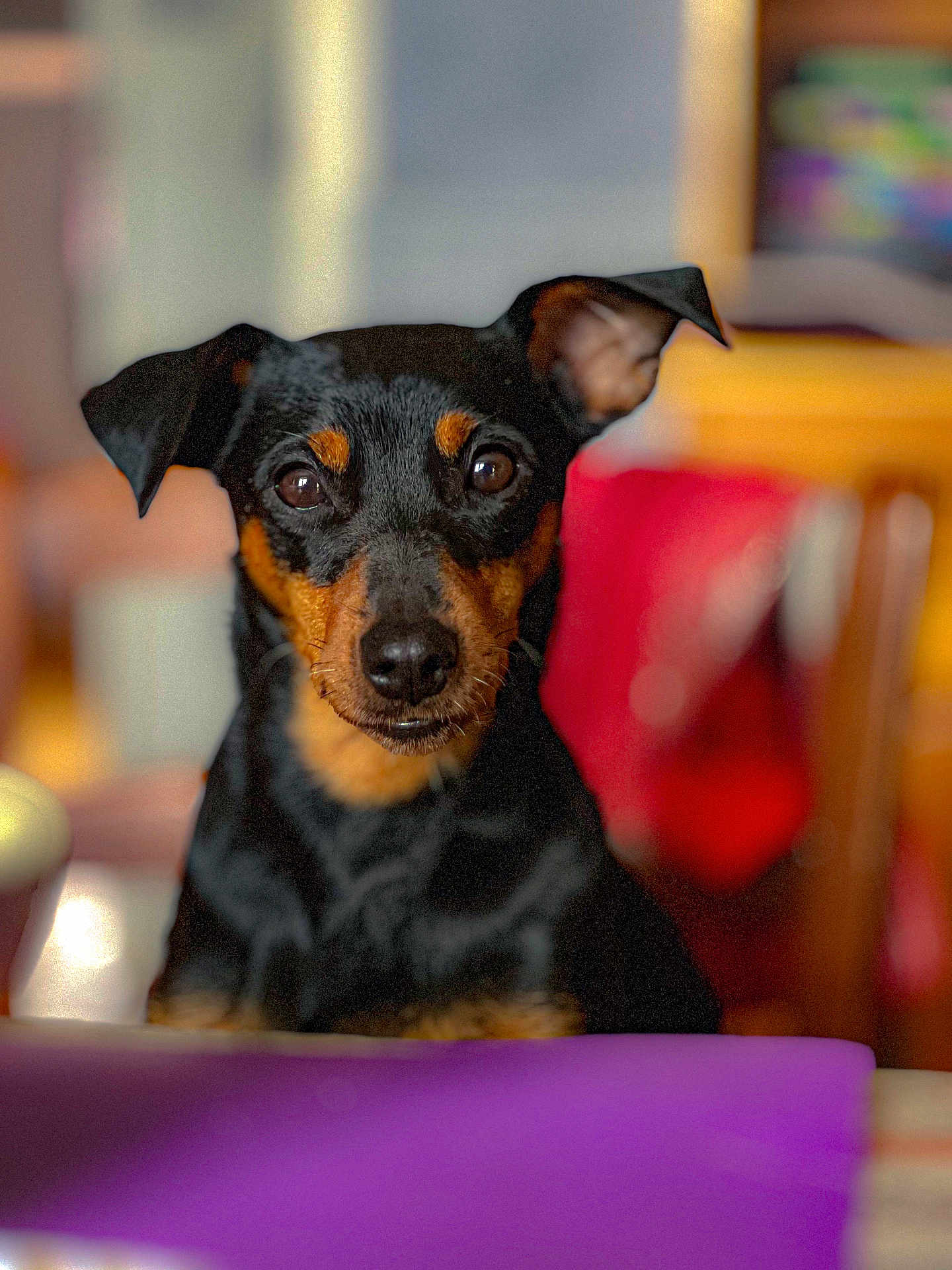 Olivia participe au concours pour gagner de l'argent avec cette photo : dog, pet, indoor, black_and_tan, small_dog, portrait, animal, fur, ears, eyes, nose, face, curious, attention, blurred_background, colorful_background, warm_lighting, sitting, looking_at_camera, domestic_animal