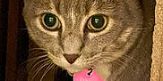 Mittens joined the competition — help win amazing prizes! animal, cat, closeup, collar, cozy, curious, cute, domestic, ears, eyes, face, feline, fur, indoor, nook, pet, portrait, shadow, tag, whiskers