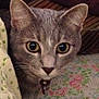 Mittens is registered to the contest to win money with this photo: animal, bell, blanket, cat, close_up, collar, curious, cute, ears, eyes, face, floral_pattern, fur, gray_tabby, indoor, looking, pet, portrait, resting, whiskers