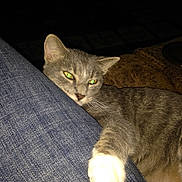 Mittens joined the competition — help win amazing prizes! animal, cat, close_up, companion, couch, cozy, denim, domestic_animal, fur, furniture, gray_tabby, green_eyes, indoor, leg, mammal, paw, pet, relaxed, resting, whiskers